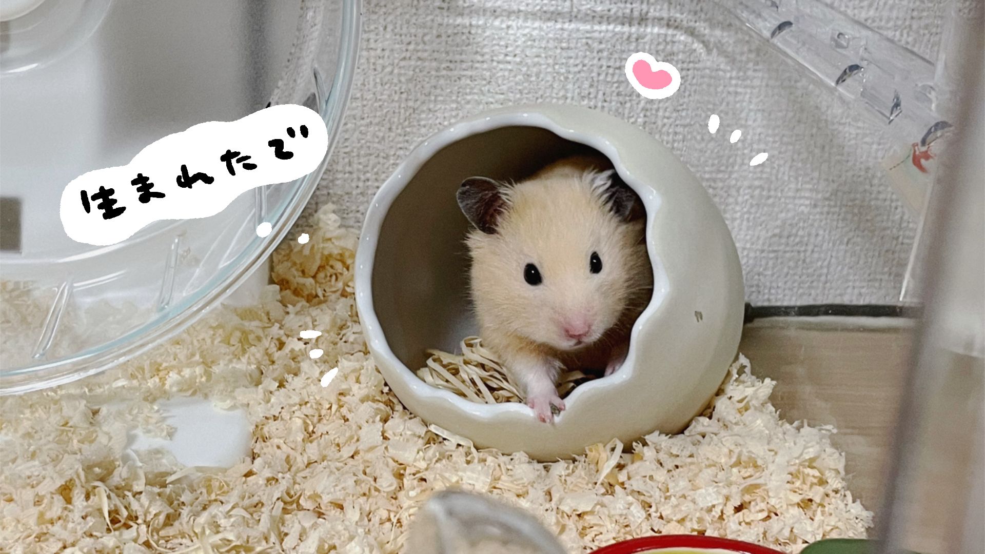 ハムスター巣箱 ハムスター初心者はこれでOK キンクマのおすすめ巣箱3 